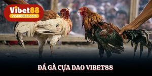 Đá Gà Cựa Dao