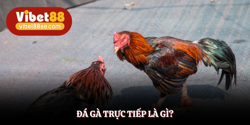 Giải mã về khái niệm đá gà trực tiếp tại nền tảng Vibet88