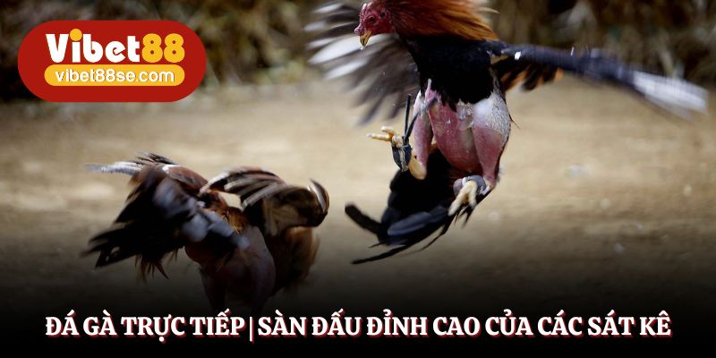 Đá Gà Trực Tiếp