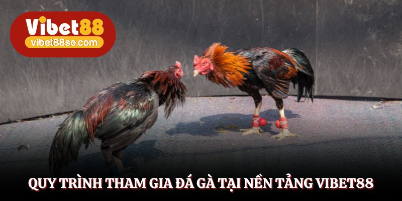 Hướng dẫn các bước thao tác đá gà trực tiếp siêu đơn giản